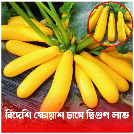 ZUCCHINI SEEDS - স্কোয়াশ বীজ